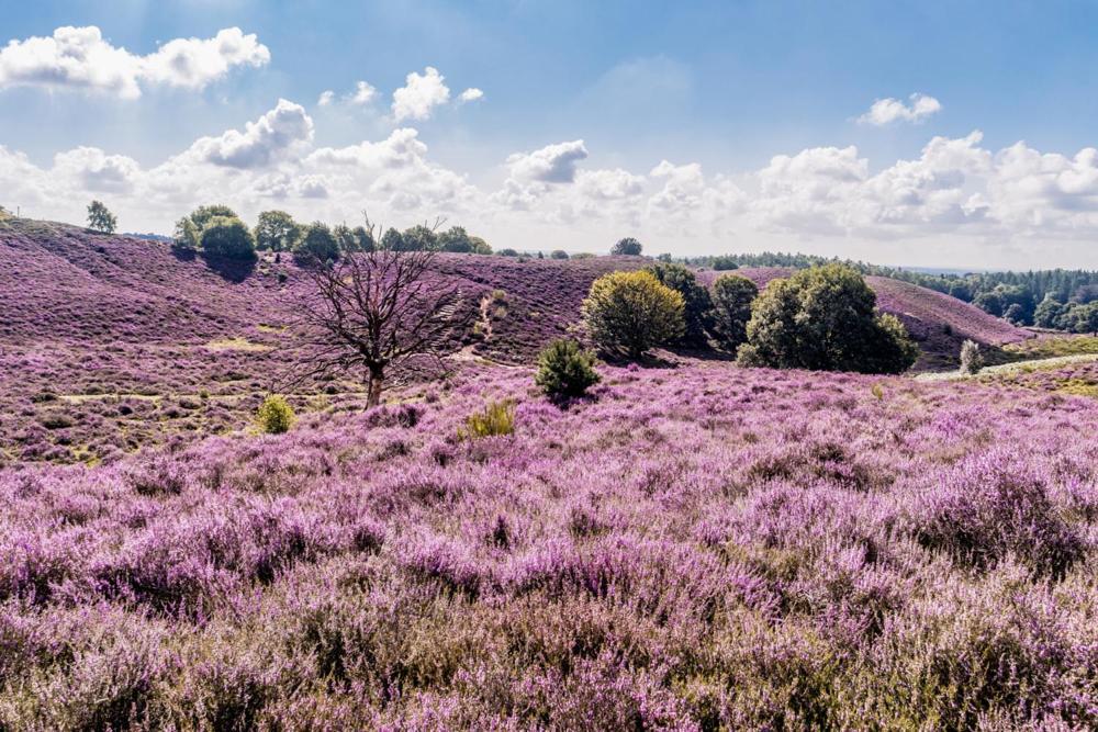 Sfeervolle Chalet op de Veluwe in Hoenderloo Hotel Buitenkant foto